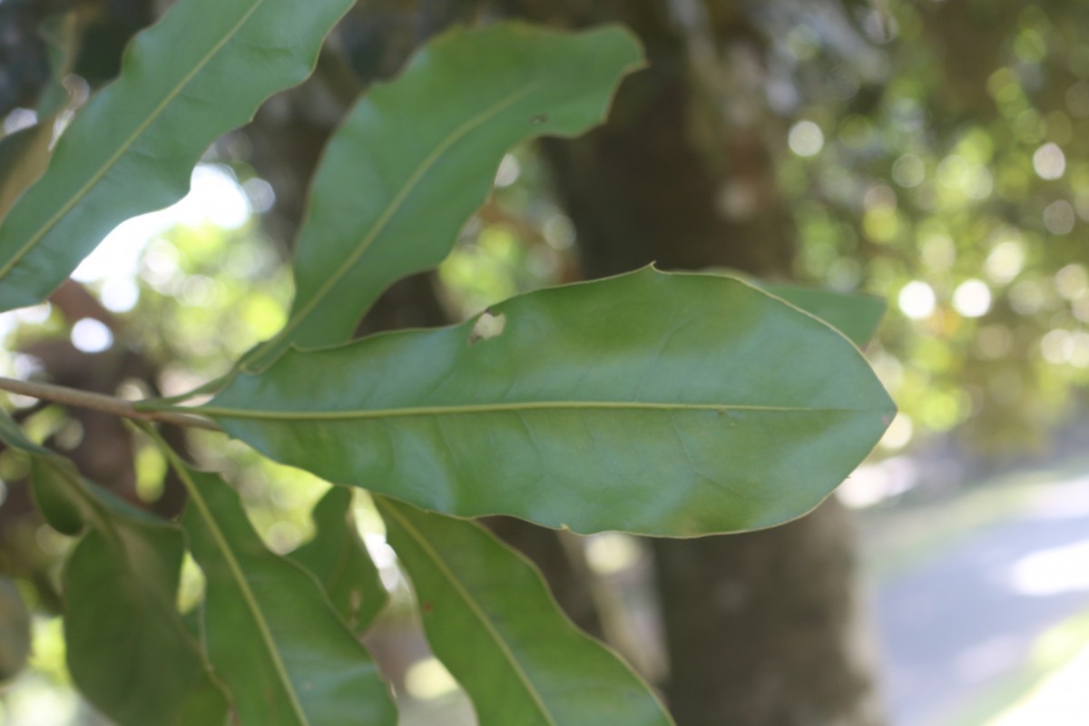 Macadamia ternifolia F.Muell.